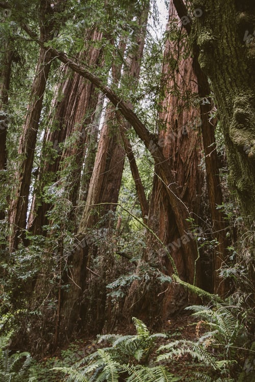 Preview: Giant Redwoods in a grove near San Francisco