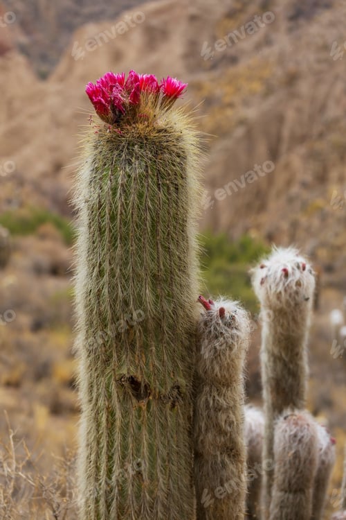 Preview: Flowering Cactus in a Desert Landscape