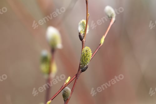 Preview: Spring natural background