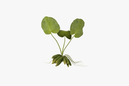 Preview: Trifoliate plant with oval, glossy leaves and green bananas
