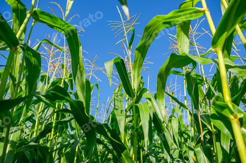 Preview: In a dense corn plantation against a clear sky