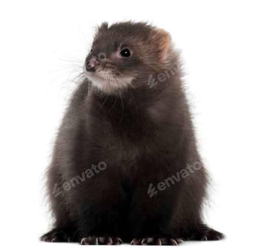 Preview: Ferret, 6 months old, in front of white background