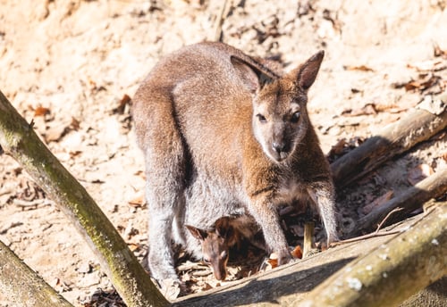 Preview: Red necked wallaby with joey in a pouch