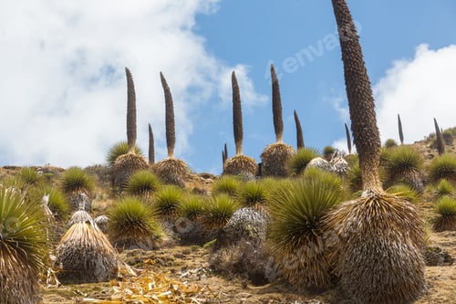 Vorschau: Puya