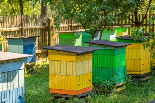Preview: Cool beehives in a small village. Natural and ecological beekeeping.