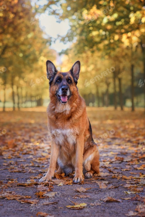 Preview: dog shepherd in autumn at sunset on a walk in the autumn park with autumn leaves