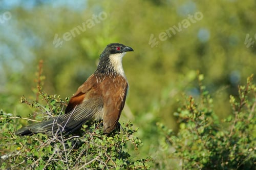 Preview: Closeup of a hawk on branches in a forest