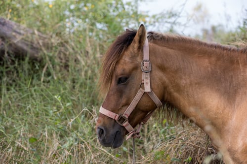 Preview: Cute horse in the grass field. Horse on nature. Portrait of a horse.