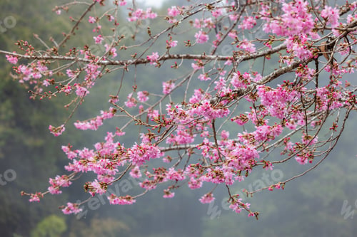 Preview: Sakura tree in bloom over the forest background with fog mist
