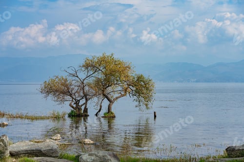 Preview: Trees in a tranquil lake with mountain backdrop.