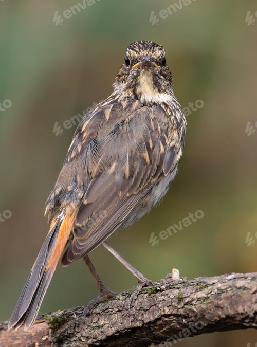 Preview: Bluethroat, Luscinia svecica. A young bird sits on a branch against a beautiful background
