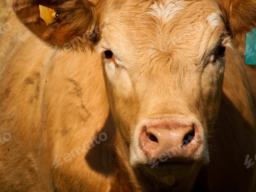 Preview: Cow