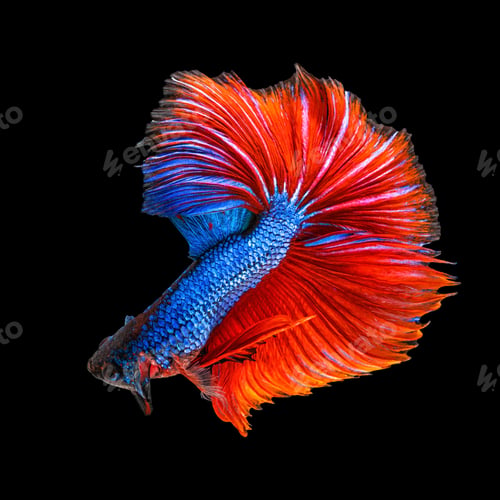 Preview: Movement beautiful of colorful siamese betta fish or half moon betta splendens fighting fish