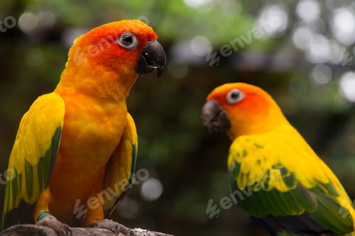 Preview: Portrait of sun conure