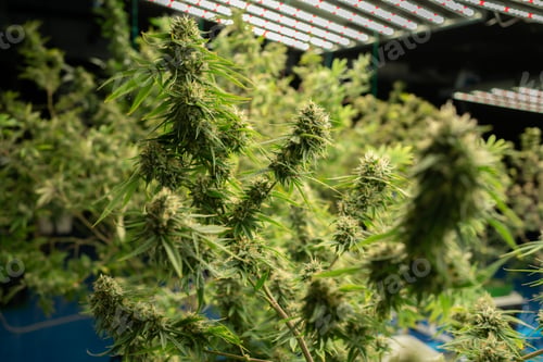 Preview: Marijuana, hemp or cannabis plant leaves farm lab. Organic product in laboratory. Medical Food.Ganja