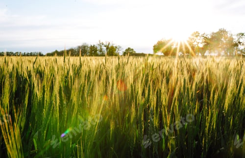 Preview: Green wheat field. Ripening ears of wheat field. Sunset light. Nice summer day