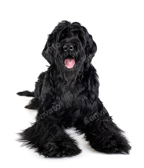 Preview: Giant Schnauzer in studio
