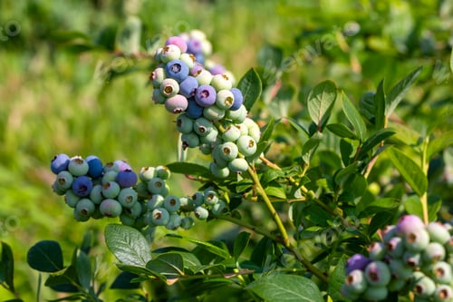 Preview: Blueberry farm with bunch of ripe fruits on tree during harvest season in Izmir, Turkey.