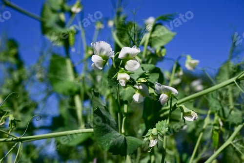Preview: Bush of sweet pea with ripe pods cultivated on vegetable garden
