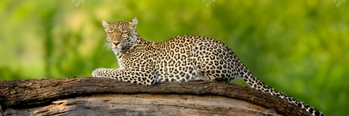 Preview: Leopard in the serengeti national reserve