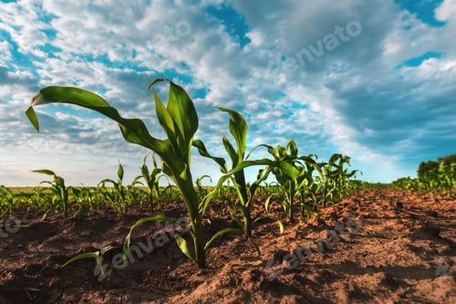 Preview: Young green corn crop plantation in late afternoon