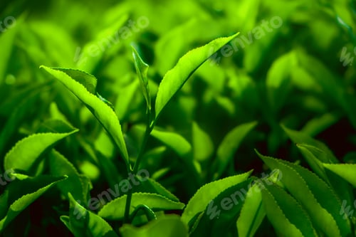 Preview: Tea plantation