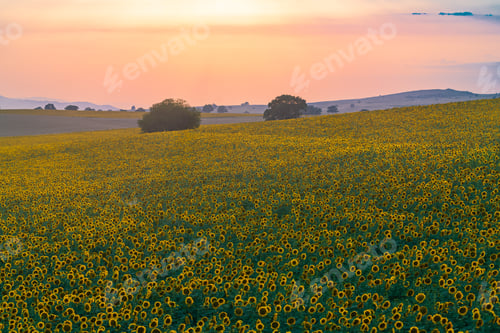 Preview: Sunflower field at sunset time