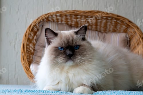 Preview: Cute pet ragdoll cat. Pet animal.
