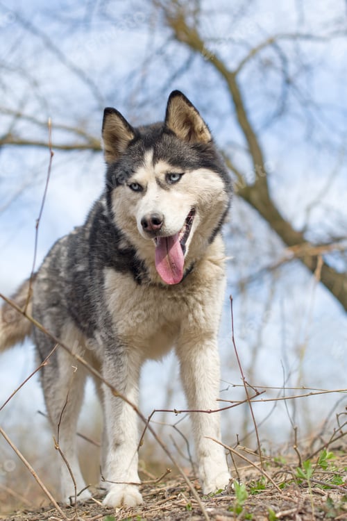 Preview: siberian husky