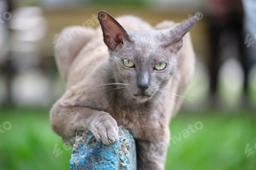 Preview: Big gray angry looking Sphinx breed stray cat resting on steet outdoors in summer