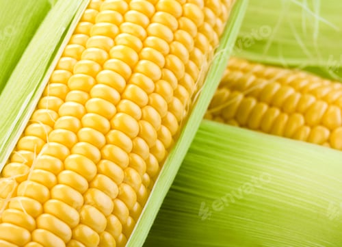 Preview: cobs of corn