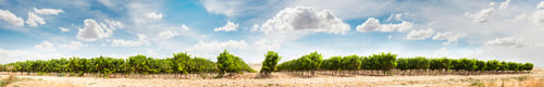 Preview: Vineyards panoramic image