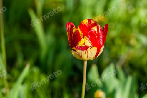 Preview: Macro of red tulips on a background of green grass