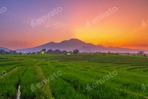 Preview: indonesia beauty landscape paddy fields in north bengkulu natural beautiful morning view from asia