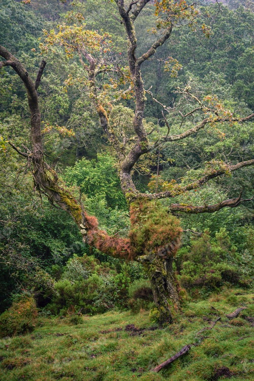 Preview: Very gnarly old oak tree covered in ivy and moss in a forest clearing