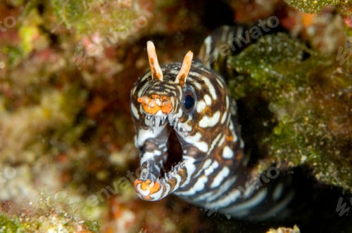 Preview: Selective focus shot of dragon moray eel in coral reefs