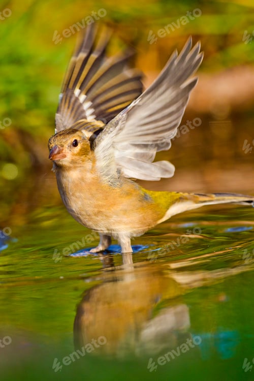 Preview: Chaffinch, Forest Pond, Mediterranean Forest, Spain