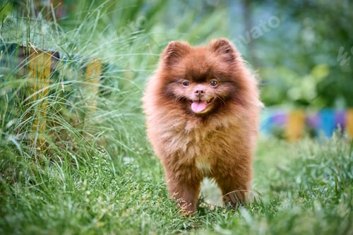Preview: Fluffy pomeranian spitz strolling in sunny garden