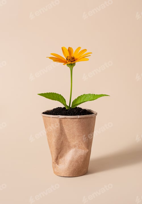 Preview: A flower in a paper cup filled with earth on a beige background.Land pollution.