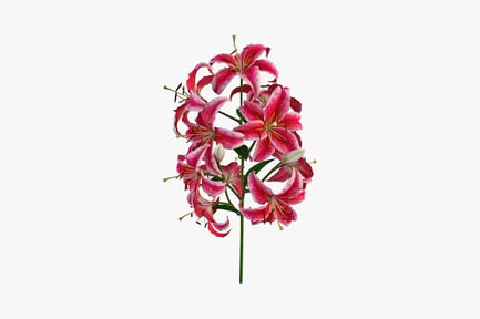 Preview: Pink lilies in bloom