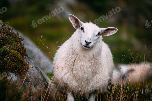 Preview: Adorable Mountain sheep in Norway mountains