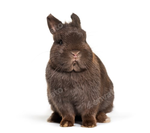 Preview: Dwarf rabbit, sitting against white background