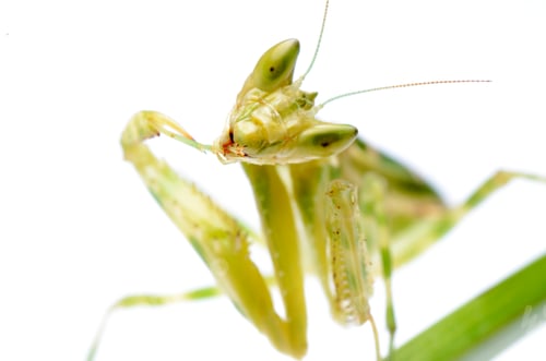 Preview: flower praying mantis