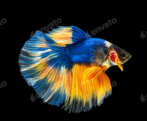 Preview: Movement beautiful of colorful siamese betta fish or half moon betta splendens fighting fish