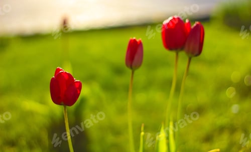 Preview: Red tulips in focus with blurry background