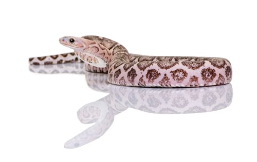 Preview: Scaleless corn snake or red rat snake, Pantherophis guttatus, against white background