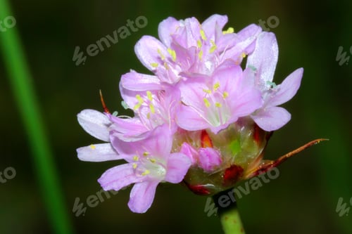 Preview: Wildflower, Sierra de Guadarrama National Park, Spain