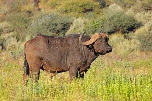 Preview: African buffalo in natural habitat