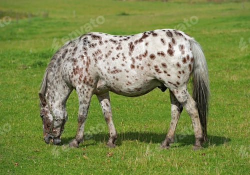 Preview: Beautiful horse - wonder of nature