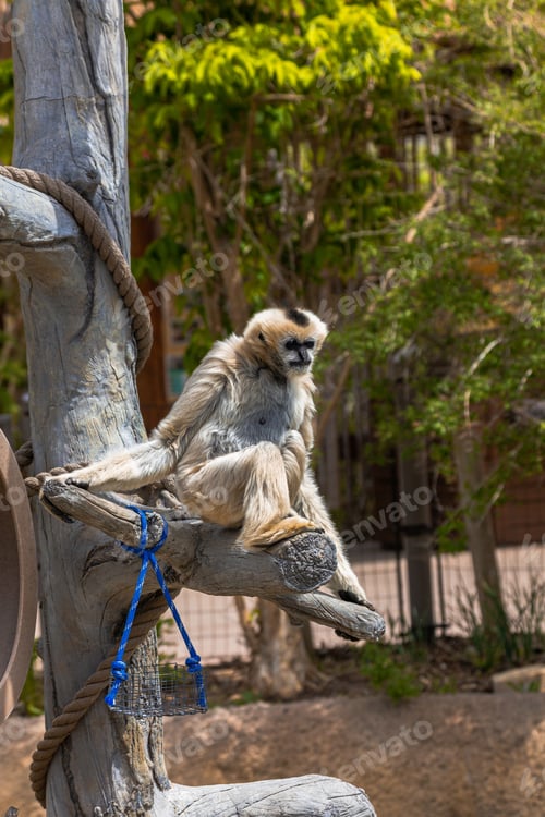 Preview: Close-up of a small Kampuchean gibbon monkey perched on a tree branch